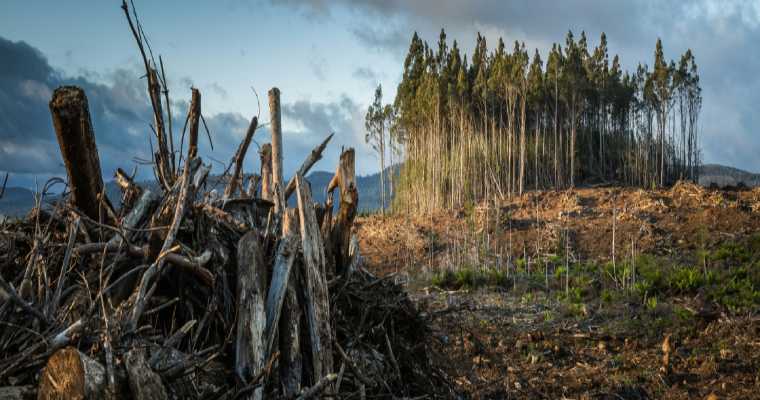 USDA commits $23 million to expand timber production and fight wildfires