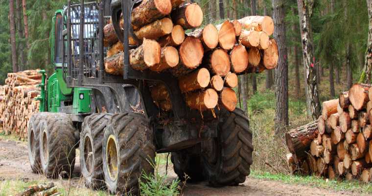 Sweden sawlog prices surge 11% in Q1 2025, the sharpest quarterly rise in years