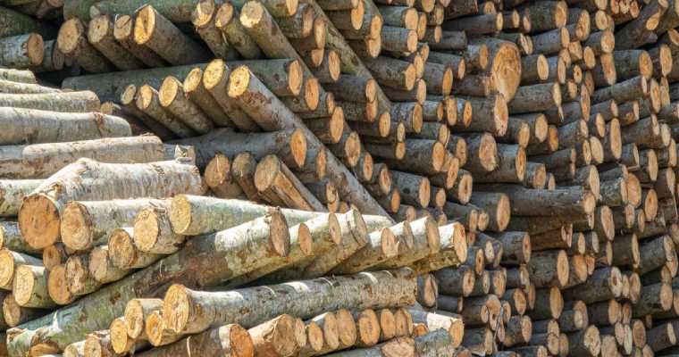 New Zealand timber industry in turmoil as heavy dependence on China backfires